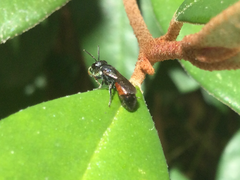 Hylaeus littleri