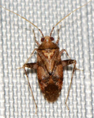 Phytocoris breviusculus
