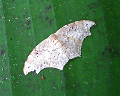 Strepsigonia affinis