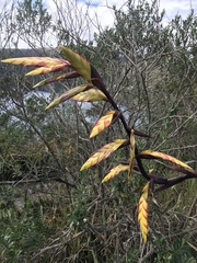 Tillandsia lajensis