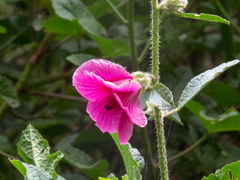 Hibiscus diversifolius rivularis