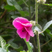Hibiscus diversifolius rivularis - Photo (c) henriqueandrades, some rights reserved (CC BY-NC), uploaded by henriqueandrades