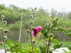 Hibiscus diversifolius rivularis