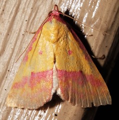 Phytometra rhodarialis