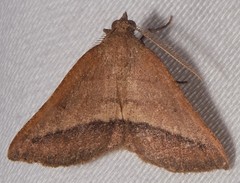 Macaria varadaria