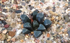 Haworthiopsis bruynsii