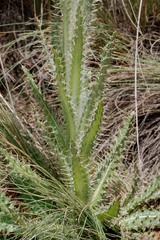 Cirsium nivale