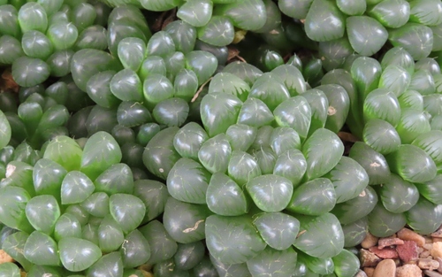 Haworthia cooperi var. truncata