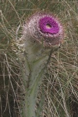 Cirsium nivale