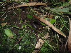 Sadocus polyacanthus
