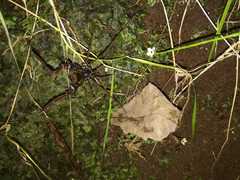 Sadocus polyacanthus