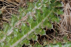 Cirsium nivale