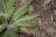 Cirsium nivale