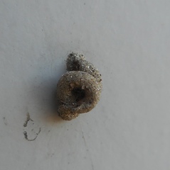 Apterona helicoidella