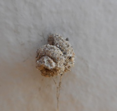 Apterona helicoidella