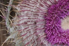 Cirsium nivale