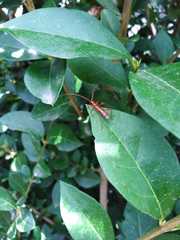 Chenoderus testaceus