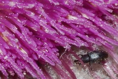 Cirsium nivale