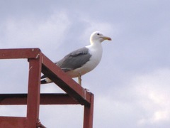 Larus fuscus barabensis