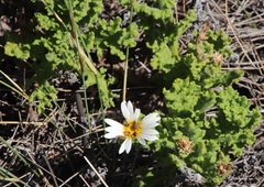 Arctotis aspera aspera