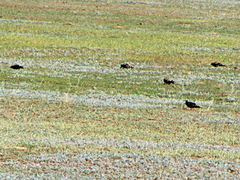 Melanocorypha yeltoniensis