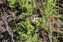 Arctotis aspera aspera