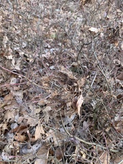 Comptonia peregrina