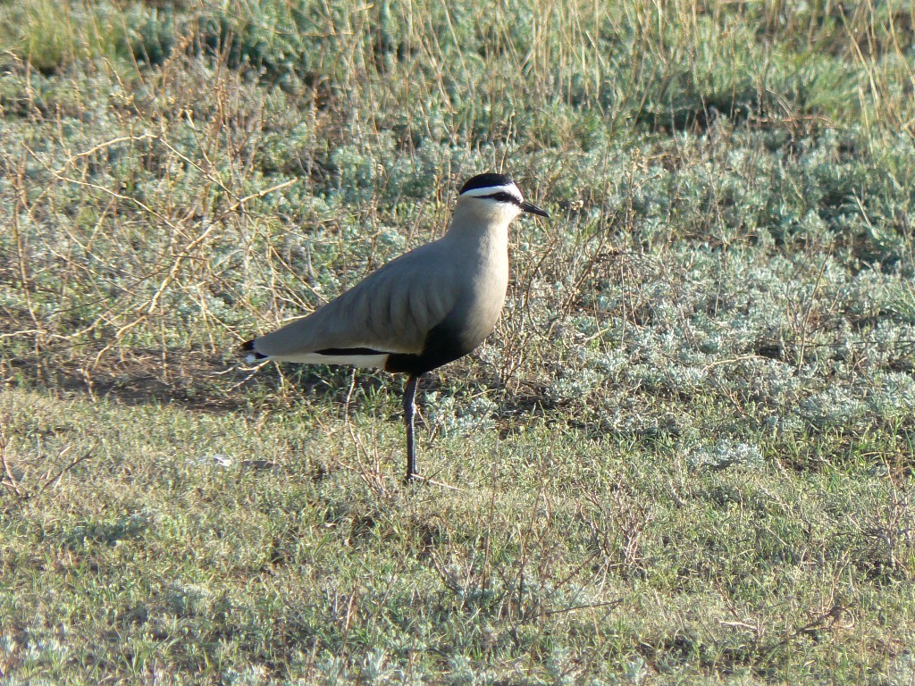Sociable Lapwing (Vanellus gregarius)