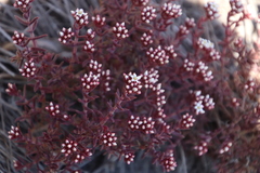 Crassula pruinosa
