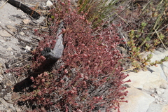 Crassula pruinosa
