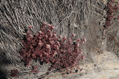 Crassula pruinosa