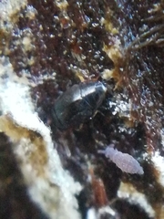 Ceratophysella