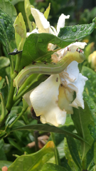 Cephonodes australis