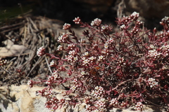 Crassula pruinosa