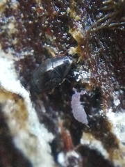 Ceratophysella