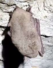Myotis grisescens