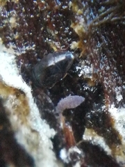 Ceratophysella