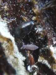 Ceratophysella