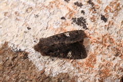 Dryobota labecula