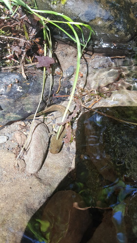 Dicamptodon copei