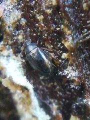 Proteinus
