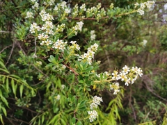 Escallonia resinosa