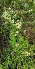 Escallonia resinosa