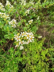 Escallonia resinosa