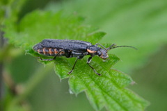 Cantharis paradoxa