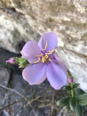 Chaetogastra gracilis