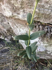 Chaetogastra gracilis