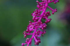 Phytolacca americana