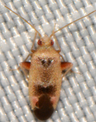 Parthenicus juniperi