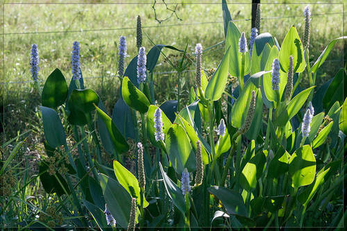 Pontederia cordata iNat (1)